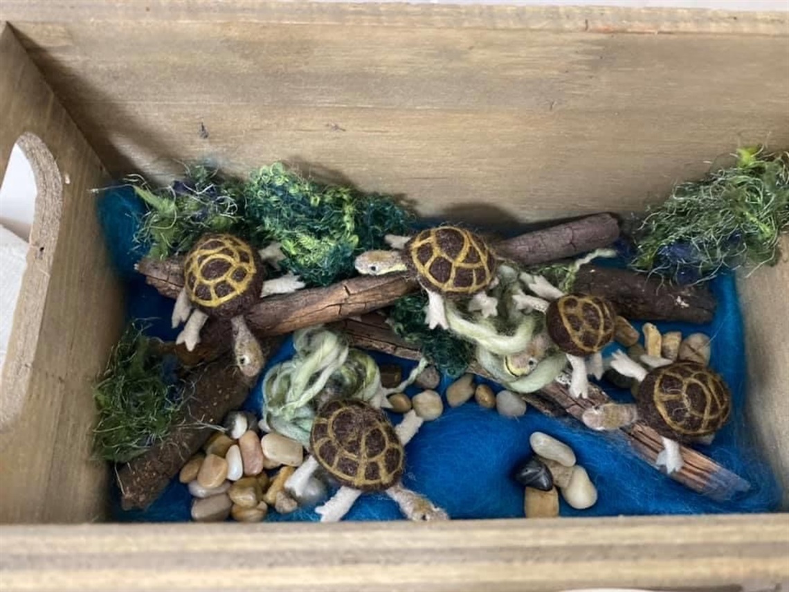 Box of turtles.jpg