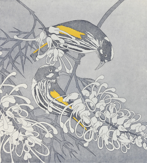 Carolyn Hunter_New Holland Honeyeaters_280x250mm_copper etching hand coloured_crop.png