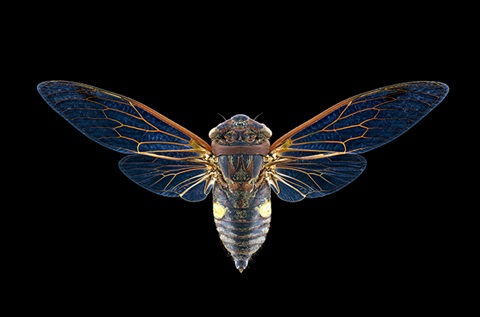 Yellowbelly cicada Psaltoda web.jpg
